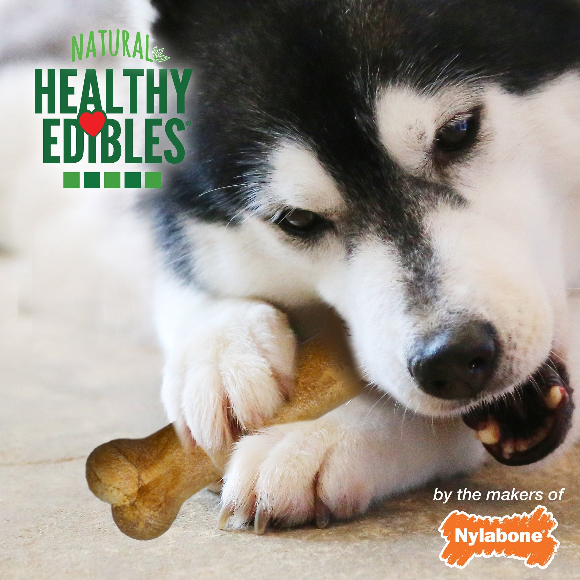 Nylabone Healthy Edibles All-Natural Long Lasting Dog Chew Treats 2 ct, view 4