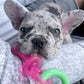 Nylabone Puppy Pacifier Teething Dog Toy Bacon, view 2
