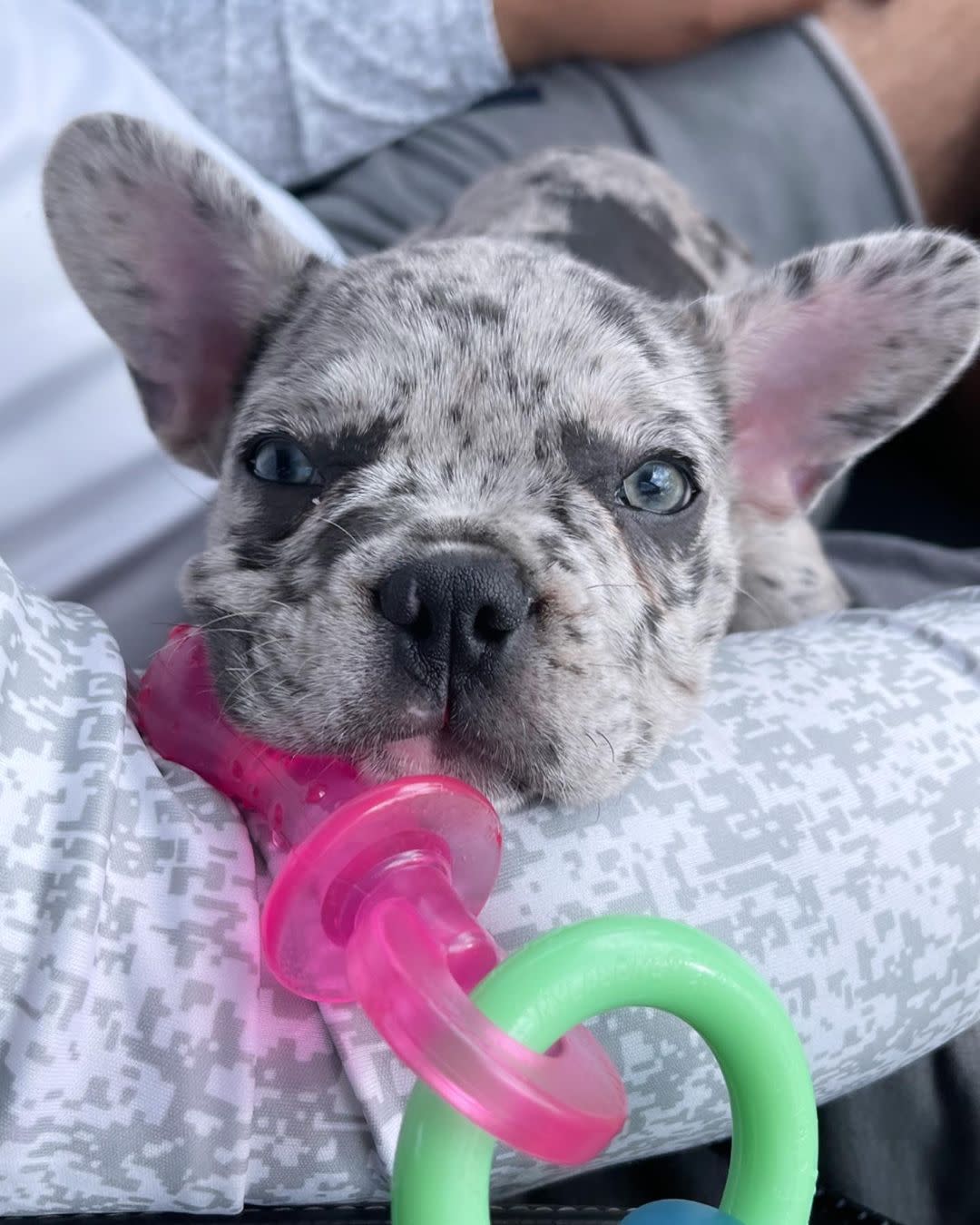 Nylabone Puppy Pacifier Teething Dog Toy Bacon, view 2