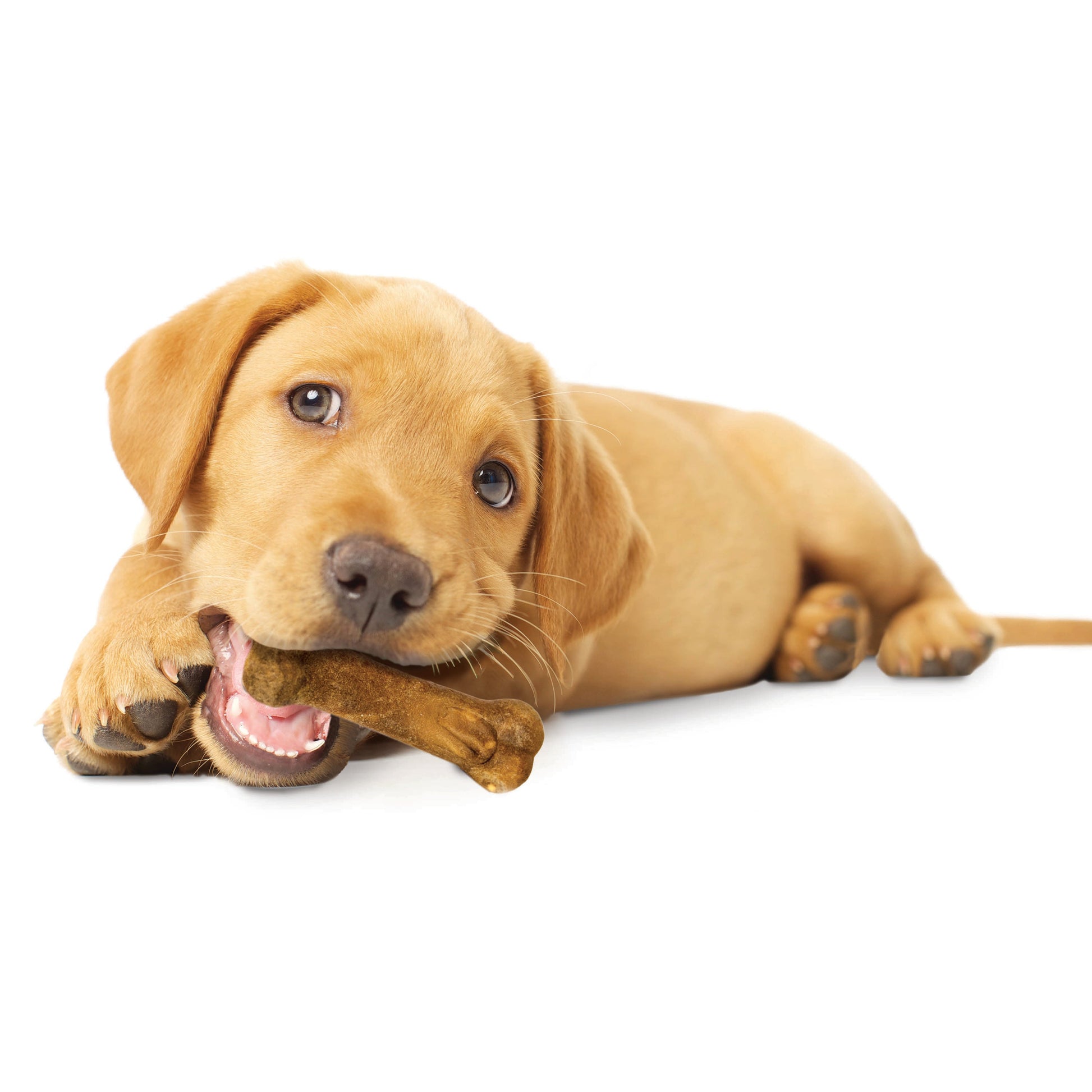 Nylabone Healthy Edibles All-Natural Long Lasting Puppy Dog Chew, view 10