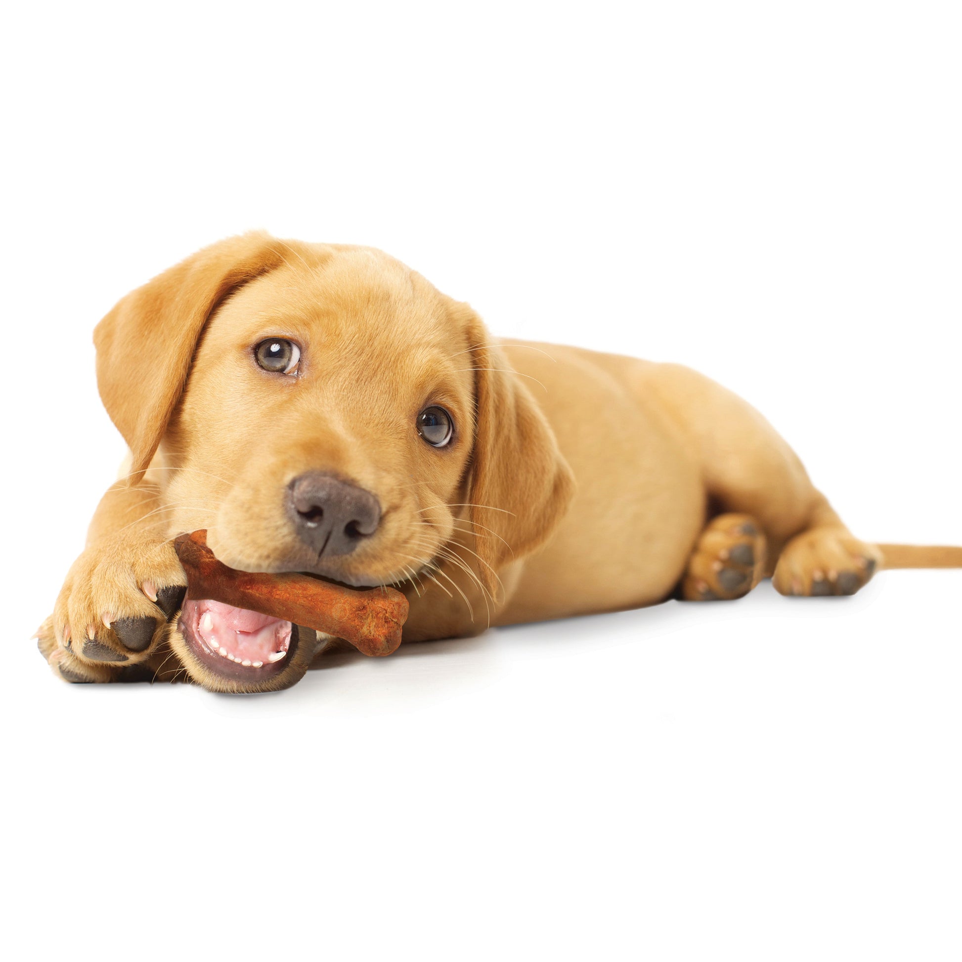 Nylabone Healthy Edibles All-Natural Long Lasting Puppy Dog Chew, view 10