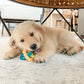 Nylabone Puppy Power Dog Chew Puppy Teething Rings Bacon, view 2