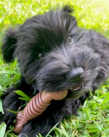 Nylabone Flavor Frenzy Power Chew Durable Dog Chew Toy Flavor Medley, view 2
