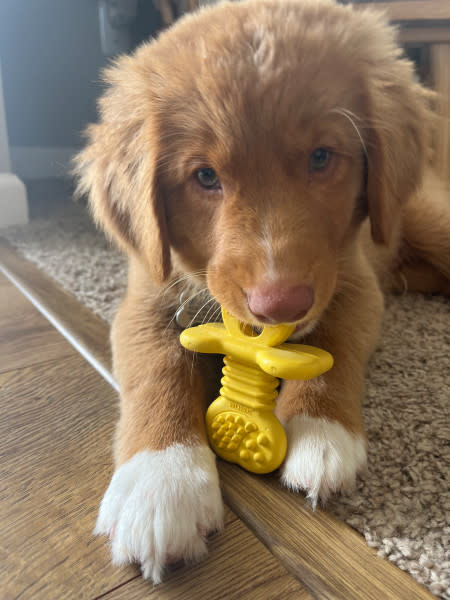 Nylabone Puppy Rubber Teethers Vanilla, view 2