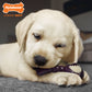 Nylabone Just for Puppies Double Action Bone Puppy Dog Teething Chew, view 2