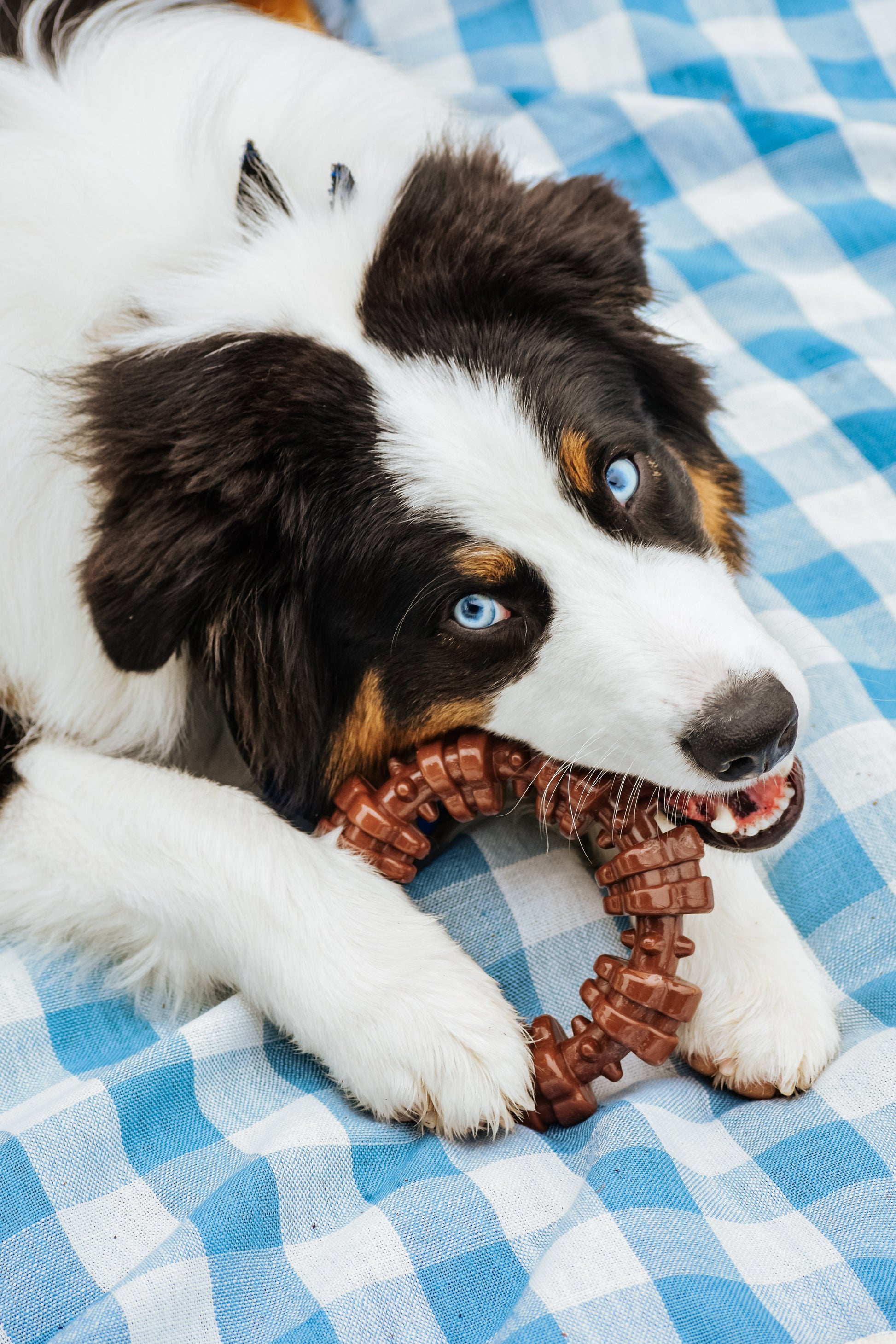 Nylabone Power Chew Textured Dog Ring Dog Toy Flavor Medley, view 3