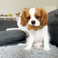 Nylabone Puppy Ring Bone Teething Dog Toy for Puppies Chicken, view 2