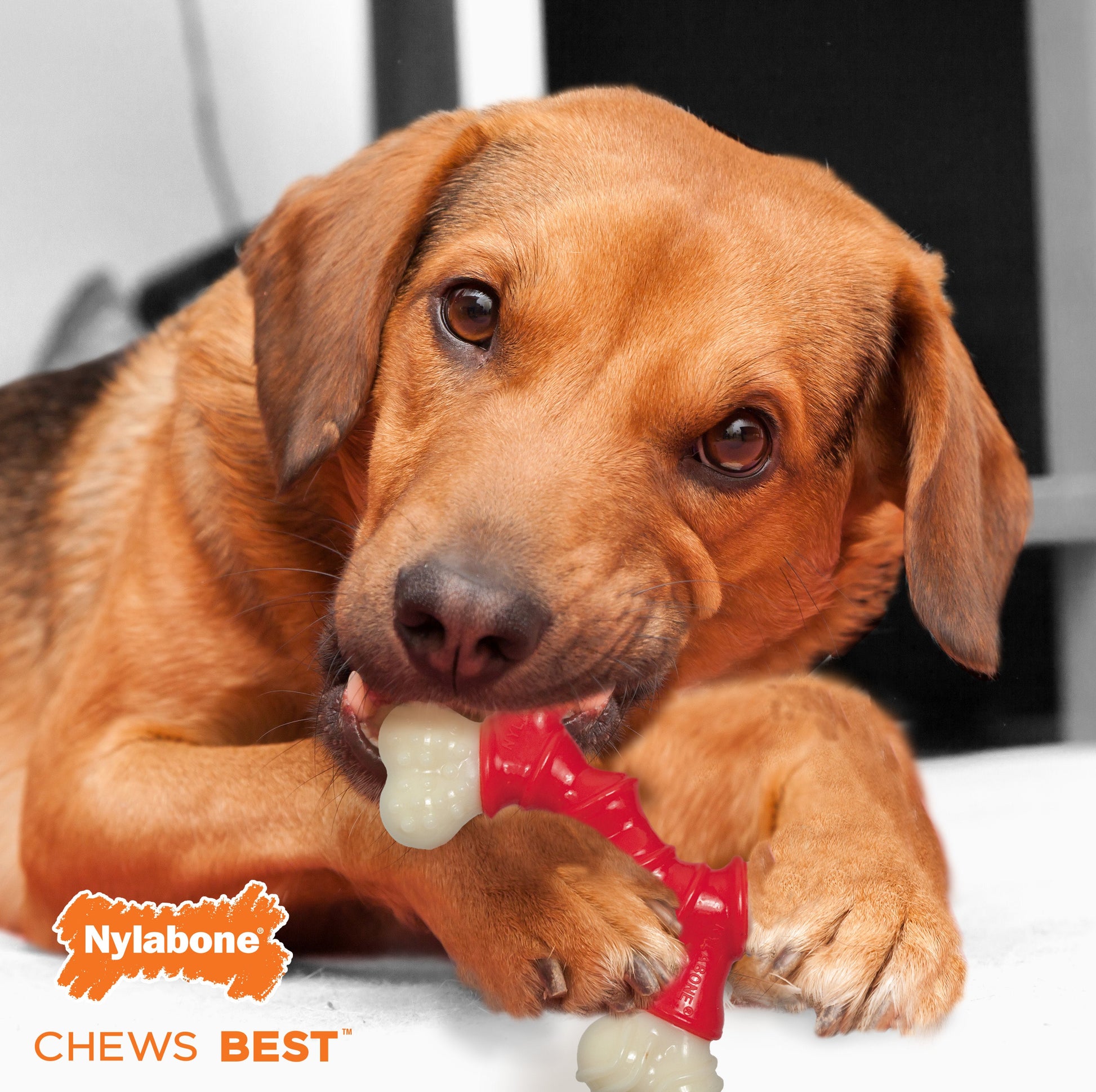 Nylabone Power Chew Double Bone Bacon Dog Chew Toy Bacon, 35 lb 1 ct, view 3