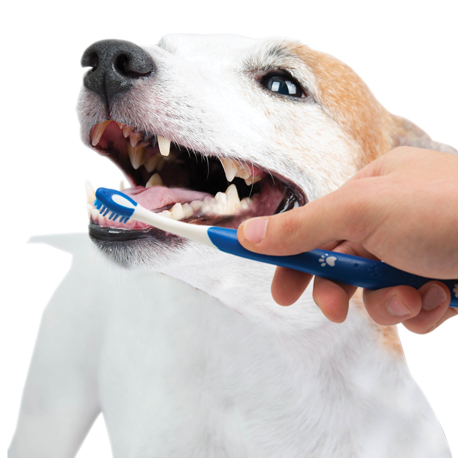 Nylabone Advanced Oral Care Puppy Dental Kit Original, 2.5 oz, 3 ct, view 10