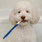 Nylabone Advanced Oral Care Dog Dental Kit Original, 2.5 oz, 3 ct, view 2