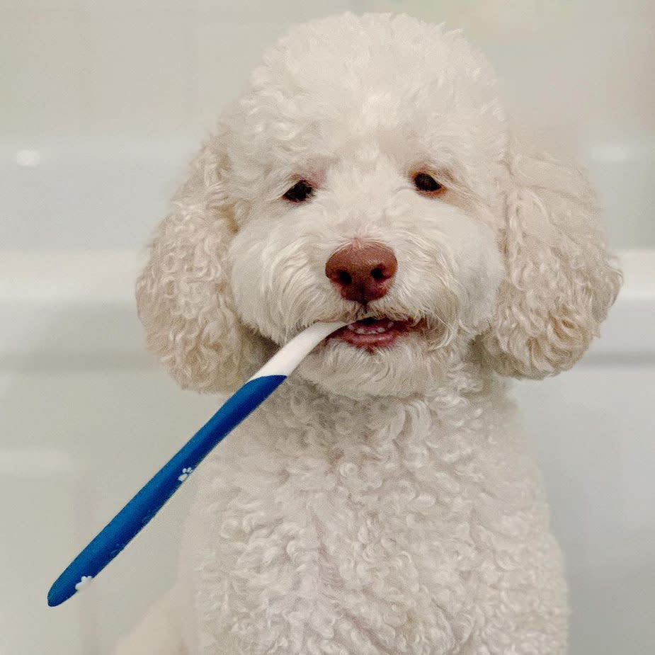 Nylabone Advanced Oral Care Dog Dental Kit Original, 2.5 oz, 3 ct, view 2
