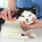 Nylabone Advanced Oral Care Cat Dental Kit Original, 1ea/2.5 oz 3 ct - Pets Perfect