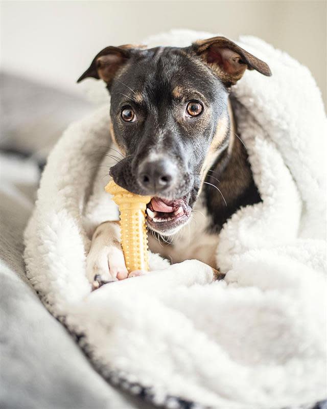 Nylabone Barbell Power Chew Durable Dog Toy Peanut Butter Large/Giant, view 2