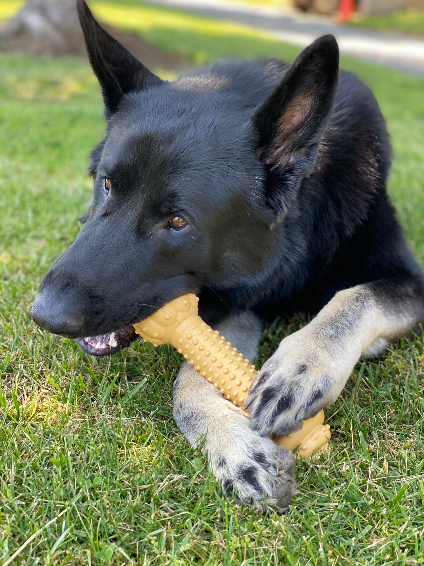 Nylabone Barbell Power Chew Durable Dog Toy Peanut Butter, 50 lb 1 ct, view 2