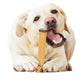 Nylabone Power Chew Dog Toy Peanut Butter, Large/Giant up to, view 2