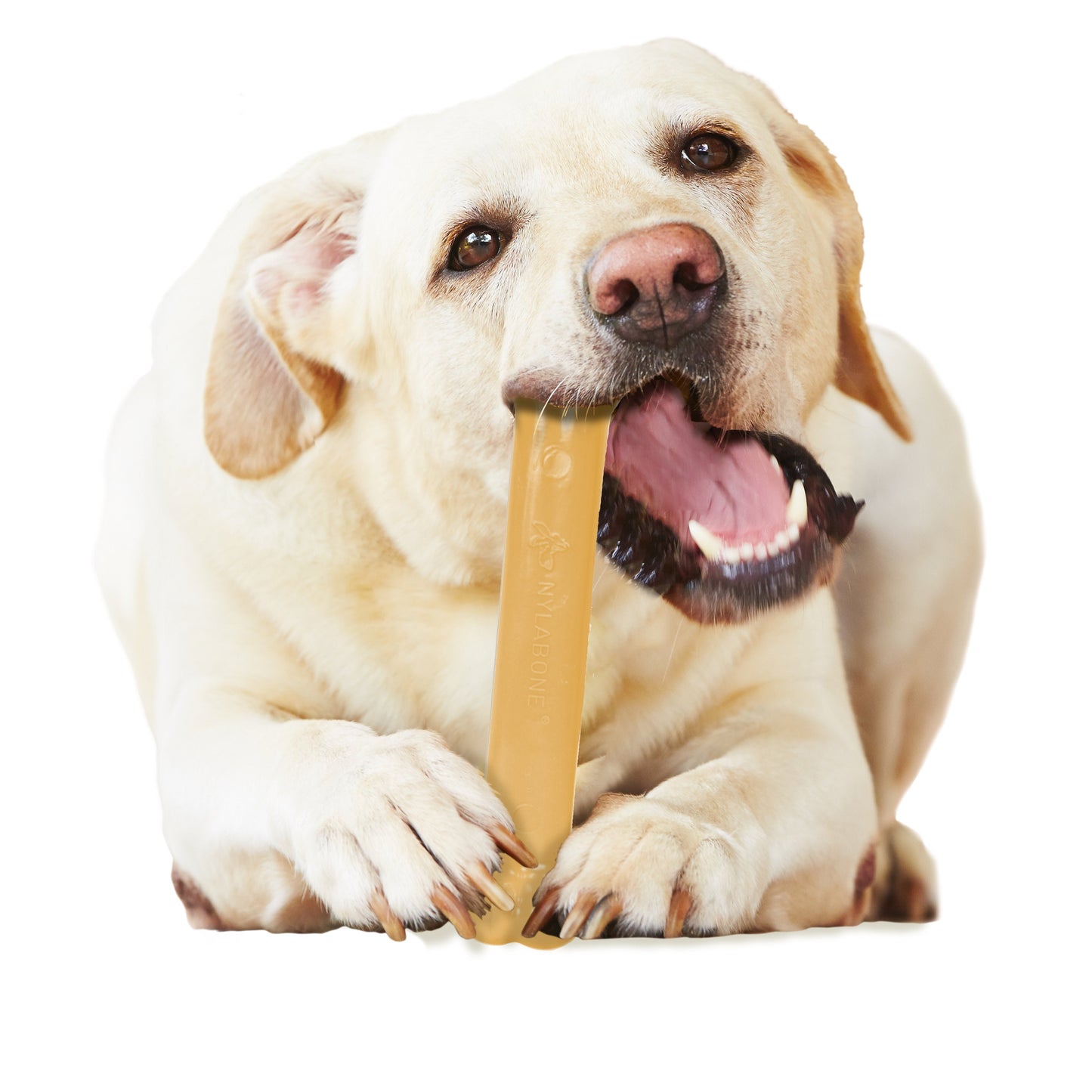 Nylabone Power Chew Dog Toy Peanut Butter, Large/Giant up to, view 2