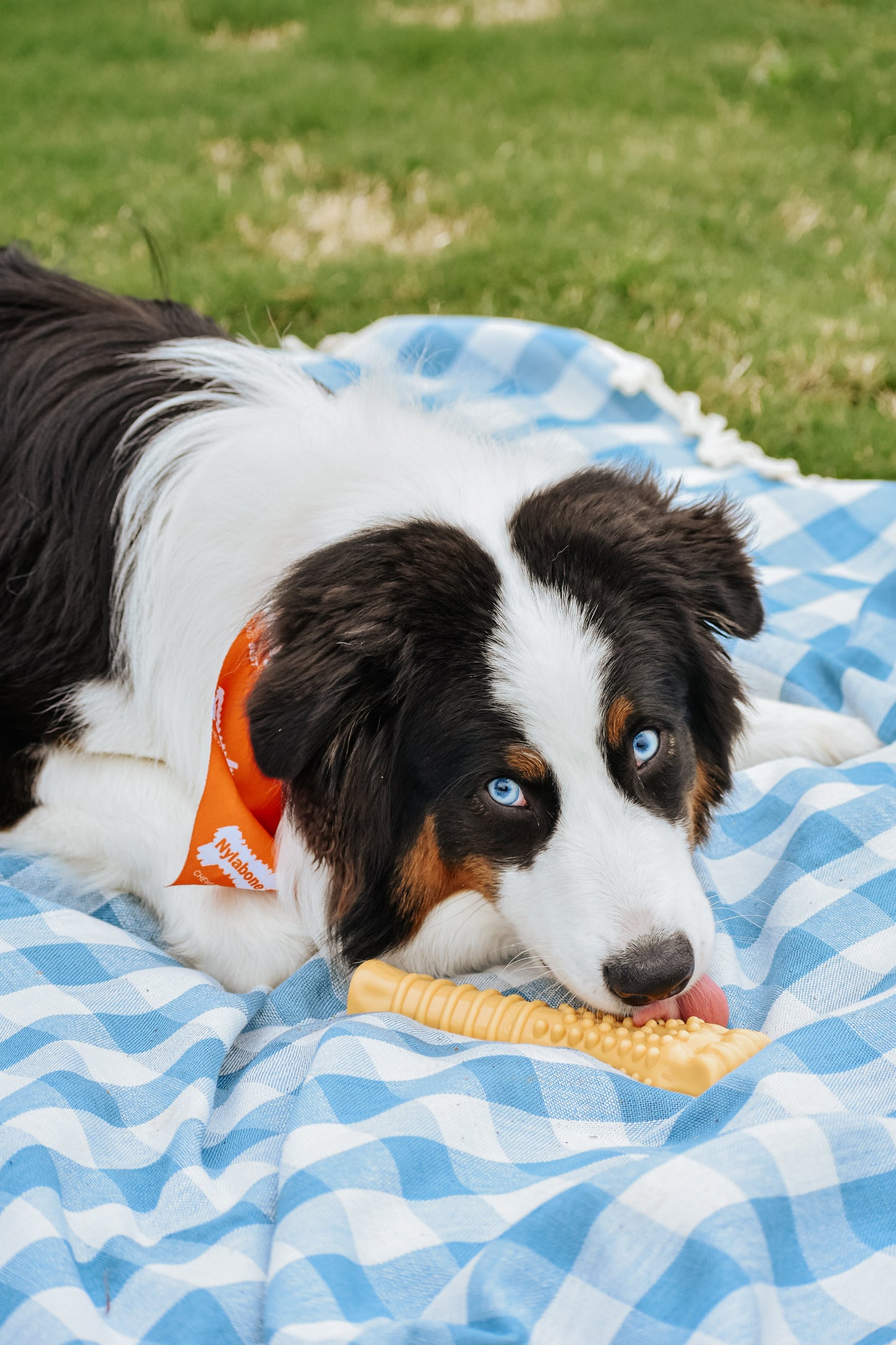 Nylabone Power Chew Dog Toy Peanut Butter, X-Large/Souper 50 lb. 1 ct, view 3