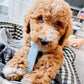 Nylabone Puppy Teething Soothing Flexible Chew Dog Toy Chicken, Blue, view 2