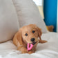 Nylabone Puppy Chew Dog Toy Wishbone Chicken, Pink, 15 lb 1 ct, view 2