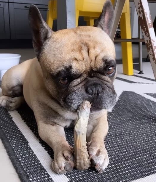 Nylabone Power Chew Antler Dog Chew Alternative Venison, 35 lb 1 ct, view 2