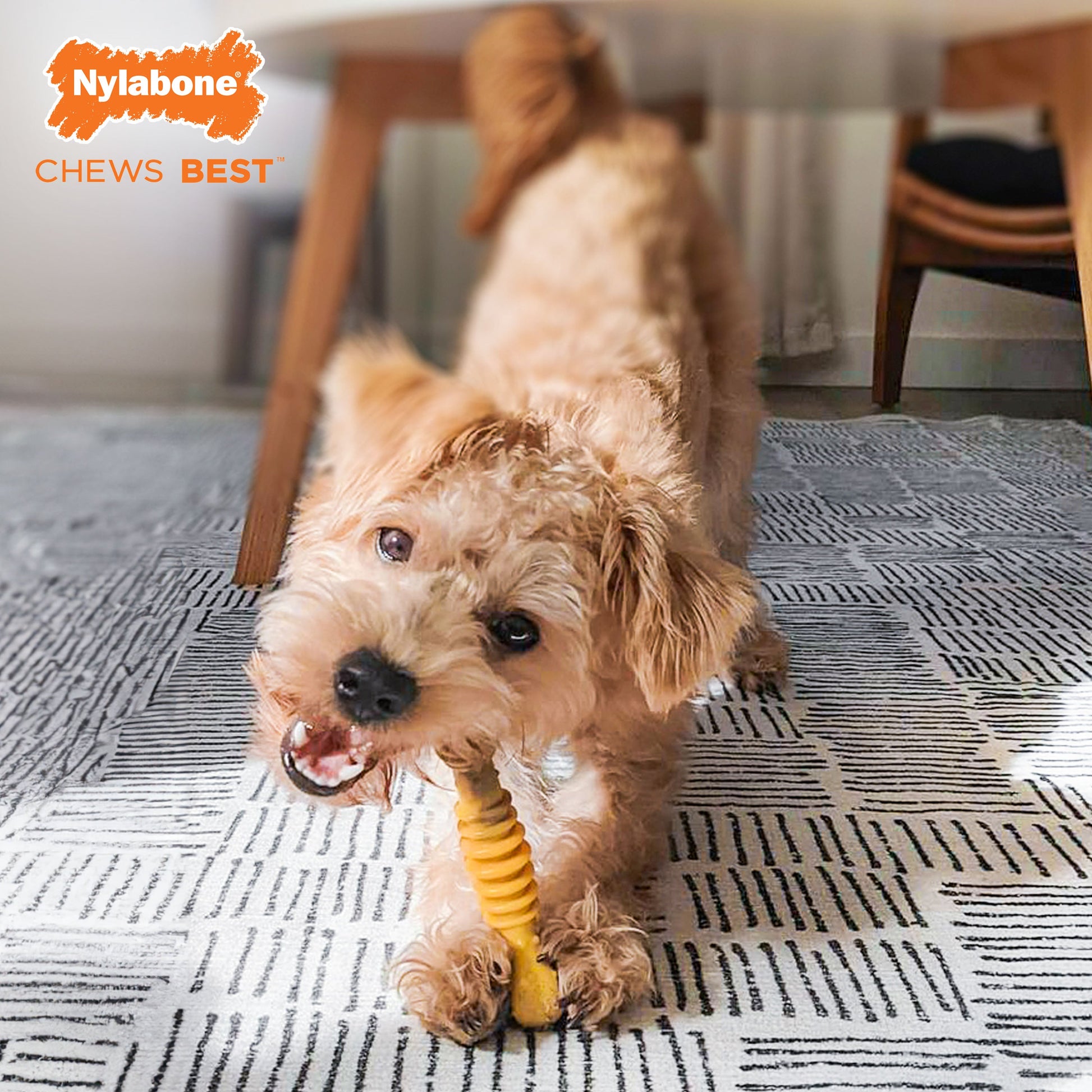 Nylabone Flavor Frenzy Power Chew Durable Dog Chew Toy Philly, view 2