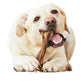 Nylabone Healthy Edibles WILD All-Natural Long Lasting Dog Chew Treats, view 10