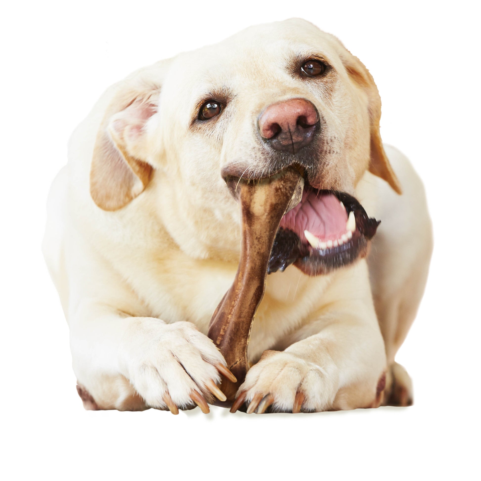 Nylabone Healthy Edibles WILD All-Natural Long Lasting Dog Chew Treats, view 10