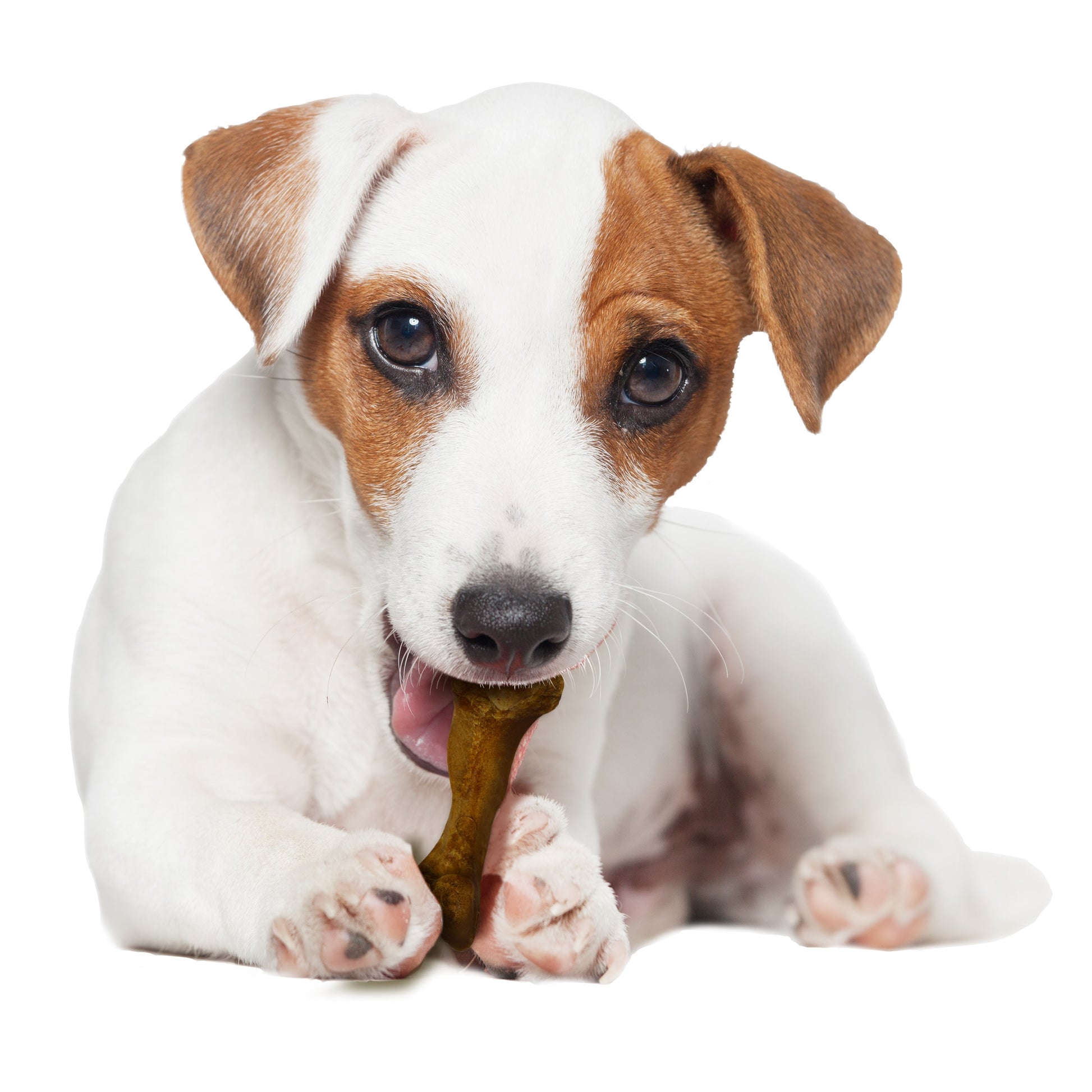 Nylabone Healthy Edibles WILD All-Natural Long Lasting Dog Chew Treats, view 10