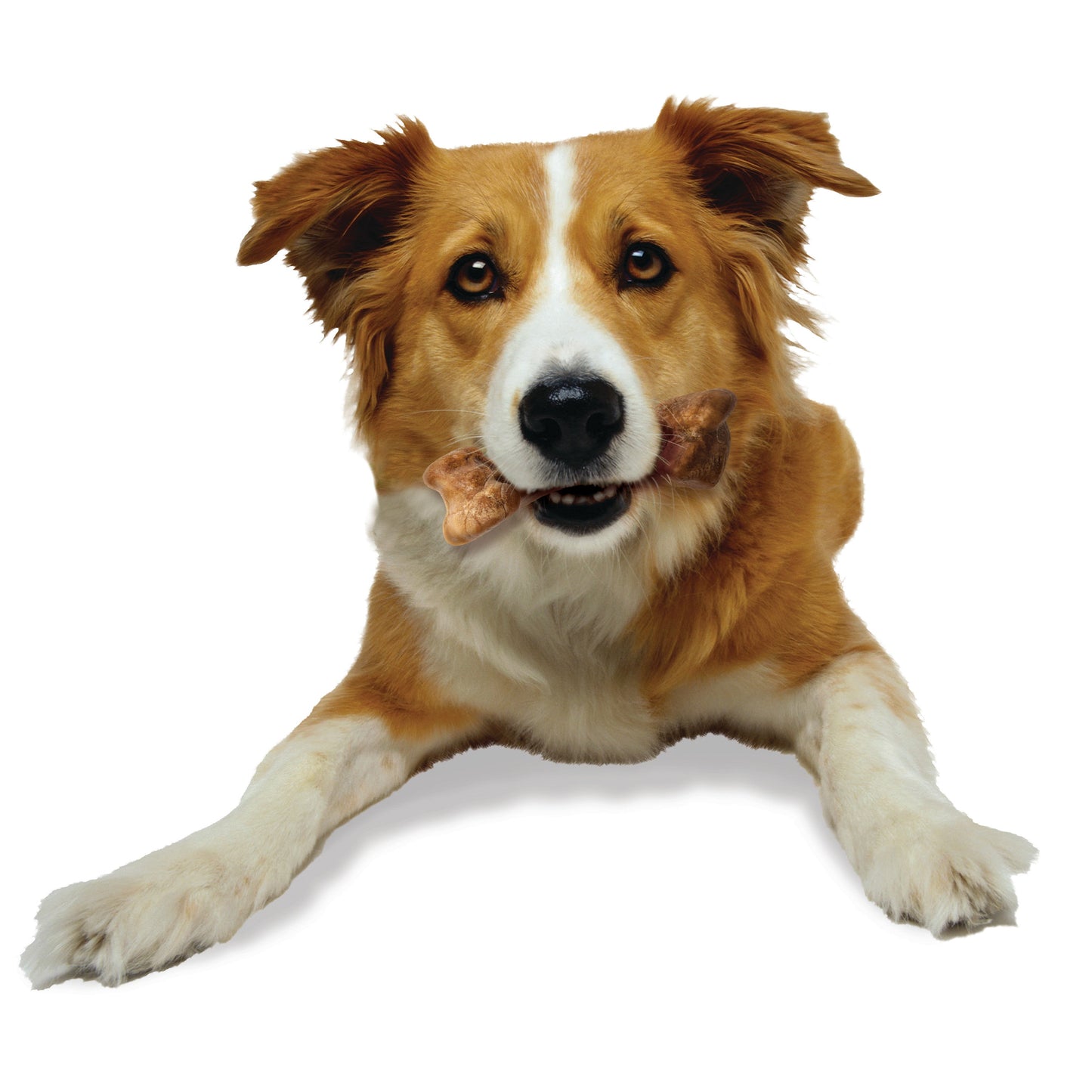 Nylabone Healthy Edibles WILD All-Natural Long Lasting Dog Chew Treats, view 9
