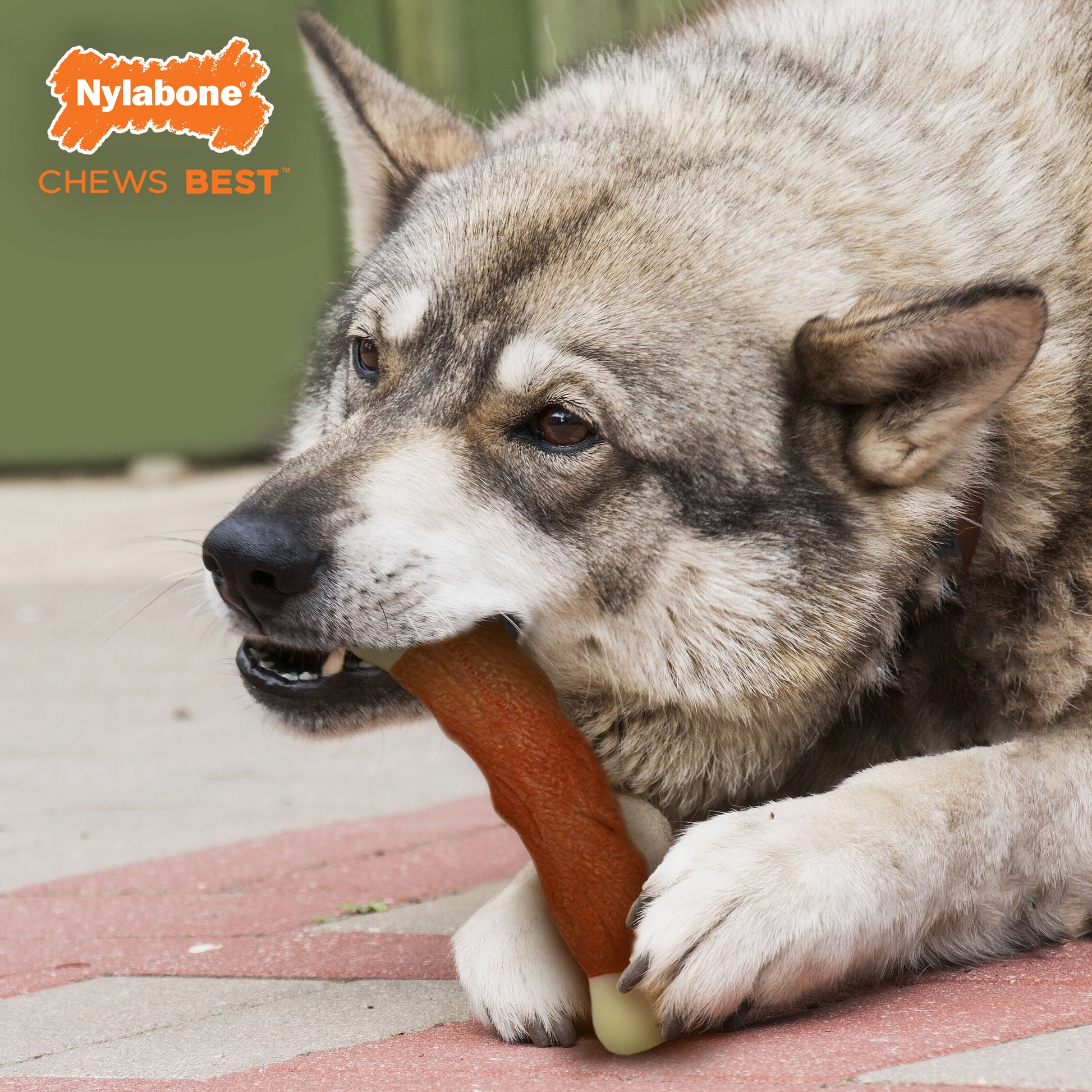 Nylabone Power Chew Marrow Bone Alternative Dog Chew Toy Beef, view 6