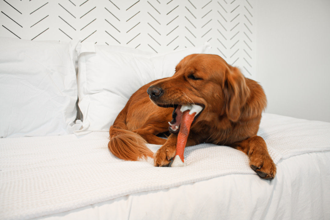 Nylabone Power Dog Chew Femur Dog Bone Alternative Beef, view 2