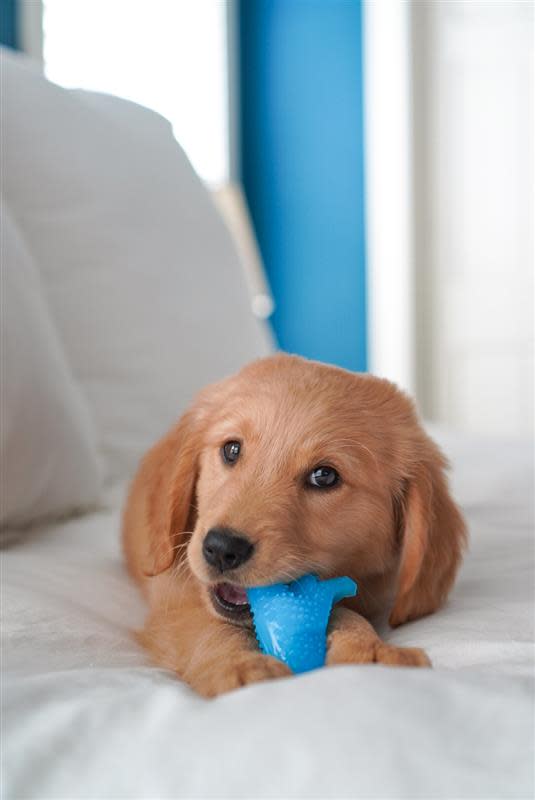 Nylabone Puppy Dental Dinosaur Chew Dog Toy for Teething Puppies, view 2