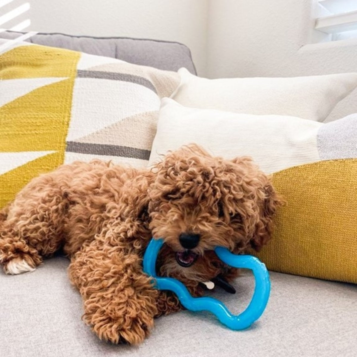 Nylabone Puppy Chew Dog Toy Teething Toy for Puppies X-Small/Petite up, view 2