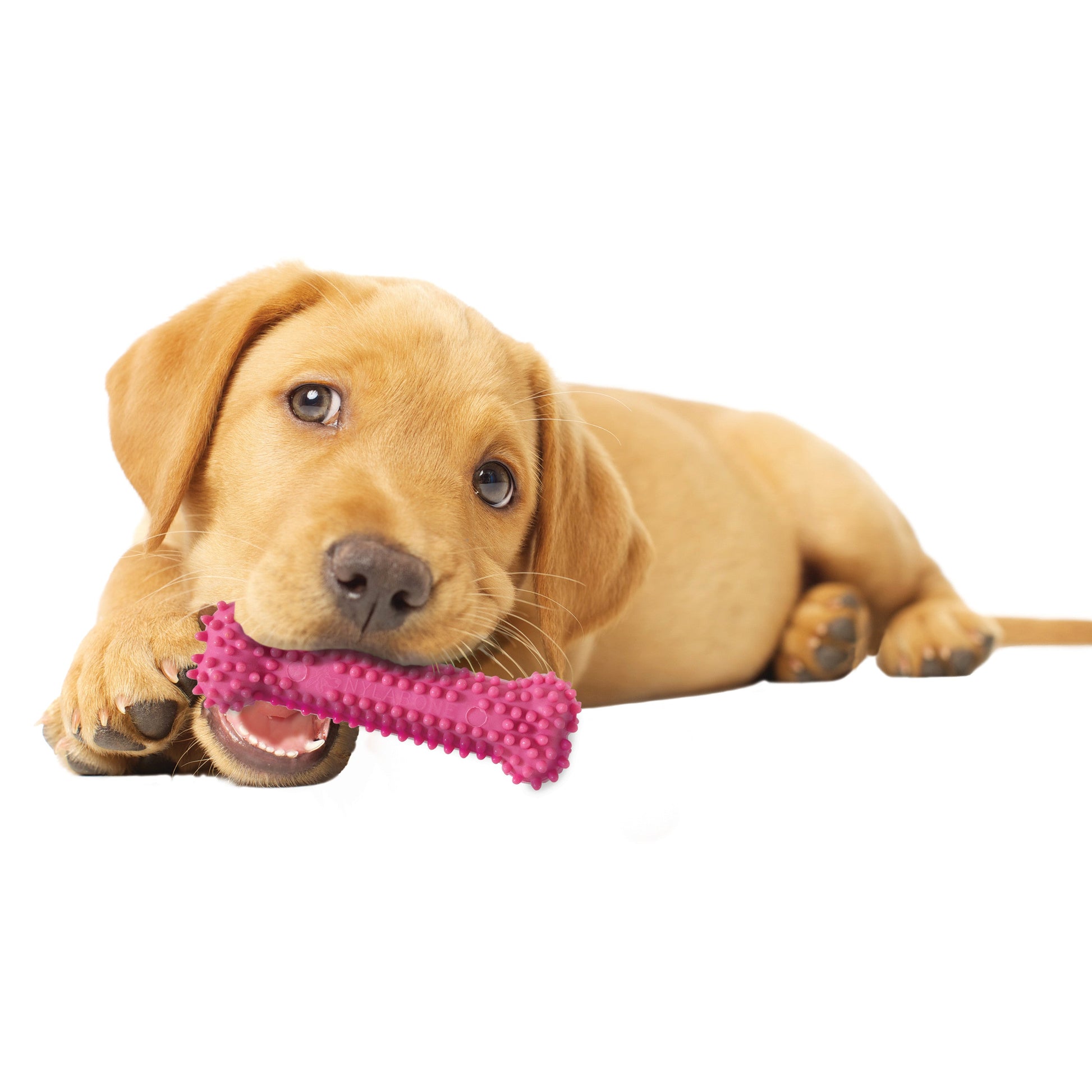 Nylabone Puppy Chew Variety Dog Toy Treat Triple Pack Chicken Lamb, view 4
