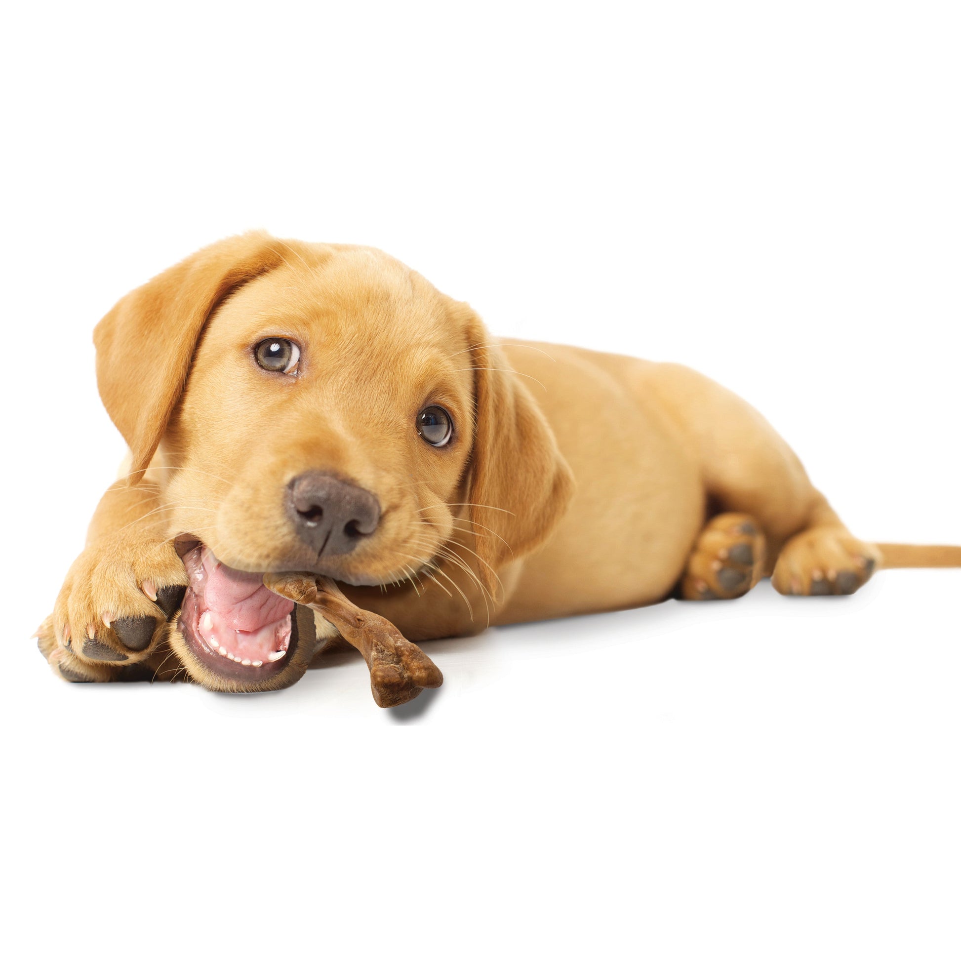 Nylabone Healthy Edibles WILD All-Natural Long Lasting Puppy Dog Chew, view 10