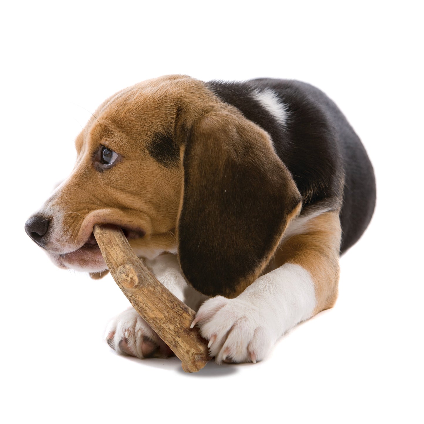 Nylabone Healthy Edibles WILD All-Natural Long Lasting Antler Dog Chew, view 10