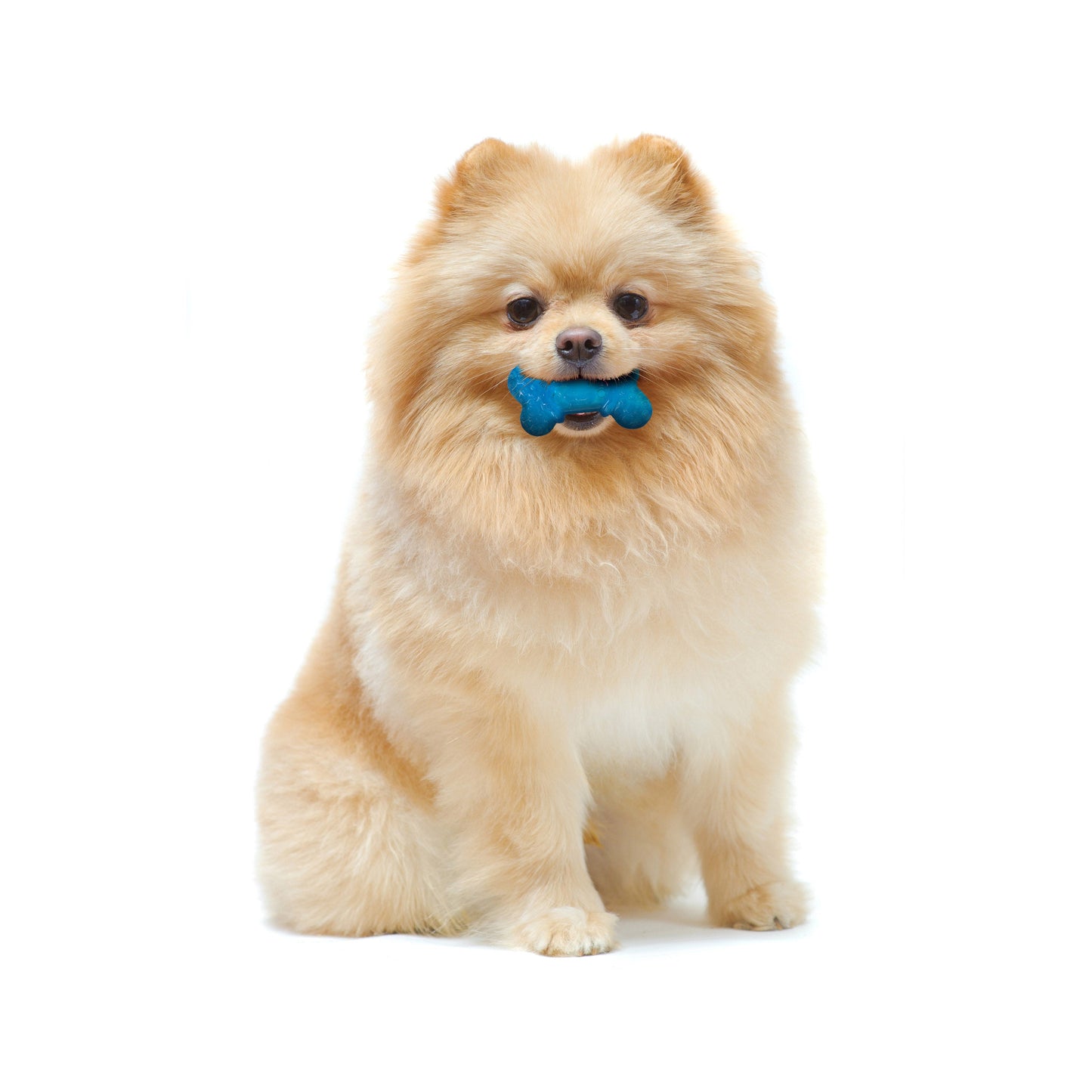 Nylabone Moderate Dog Chew FlexiChew Bone Peanut Butter Bacon, view 2