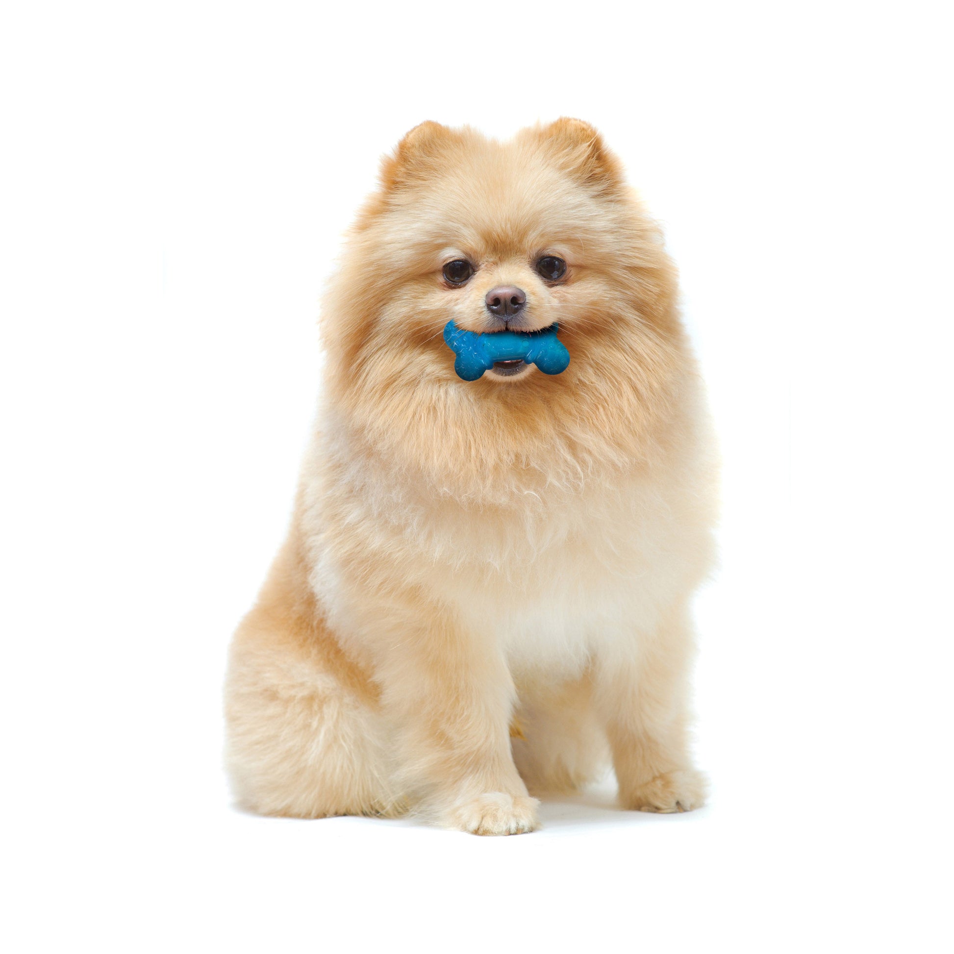 Nylabone Moderate Dog Chew FlexiChew Bone Peanut Butter Bacon, view 2