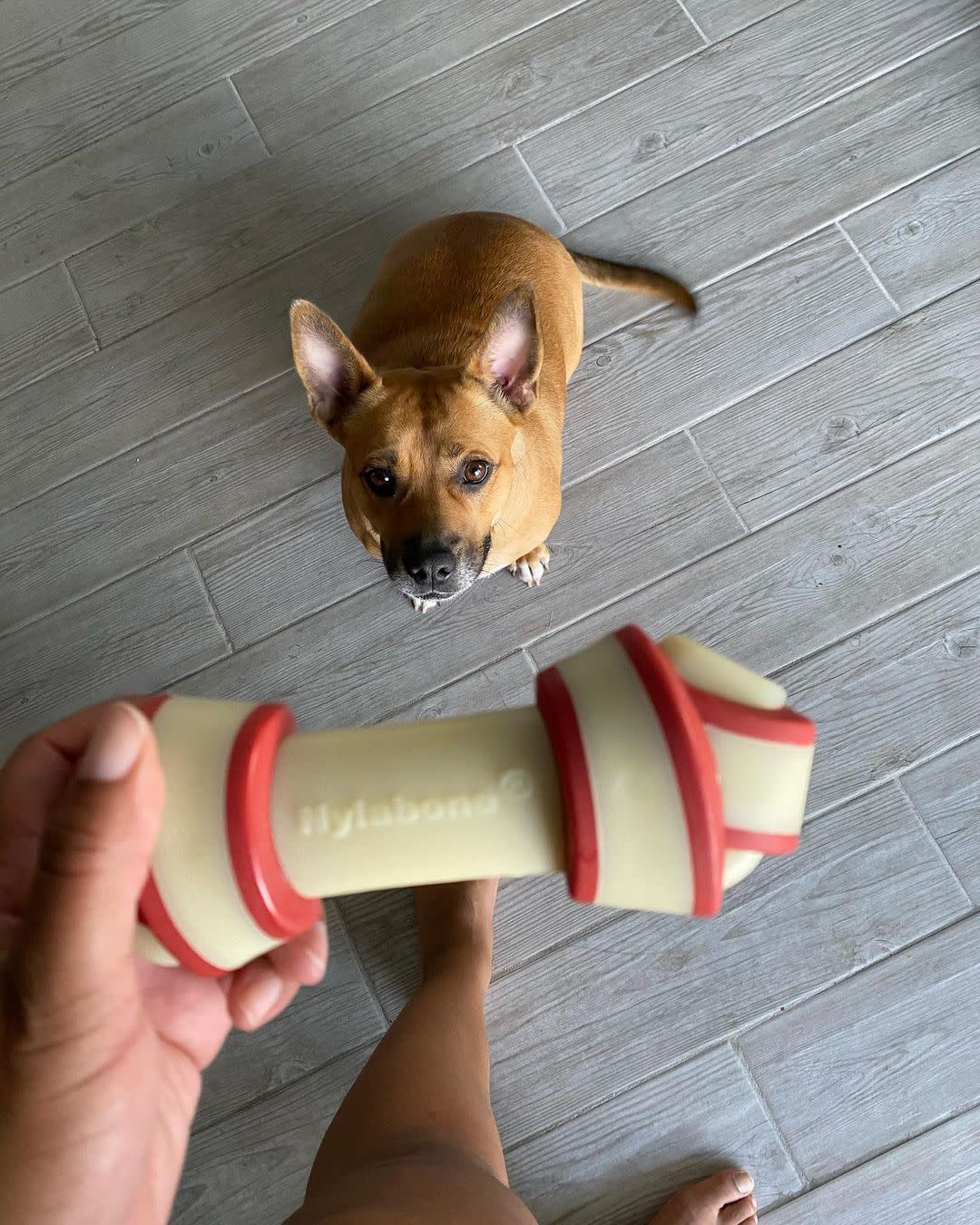 Nylabone Power Dog Chew Rawhide Knot Chew Bone Beef Large/Giant, up to, view 2