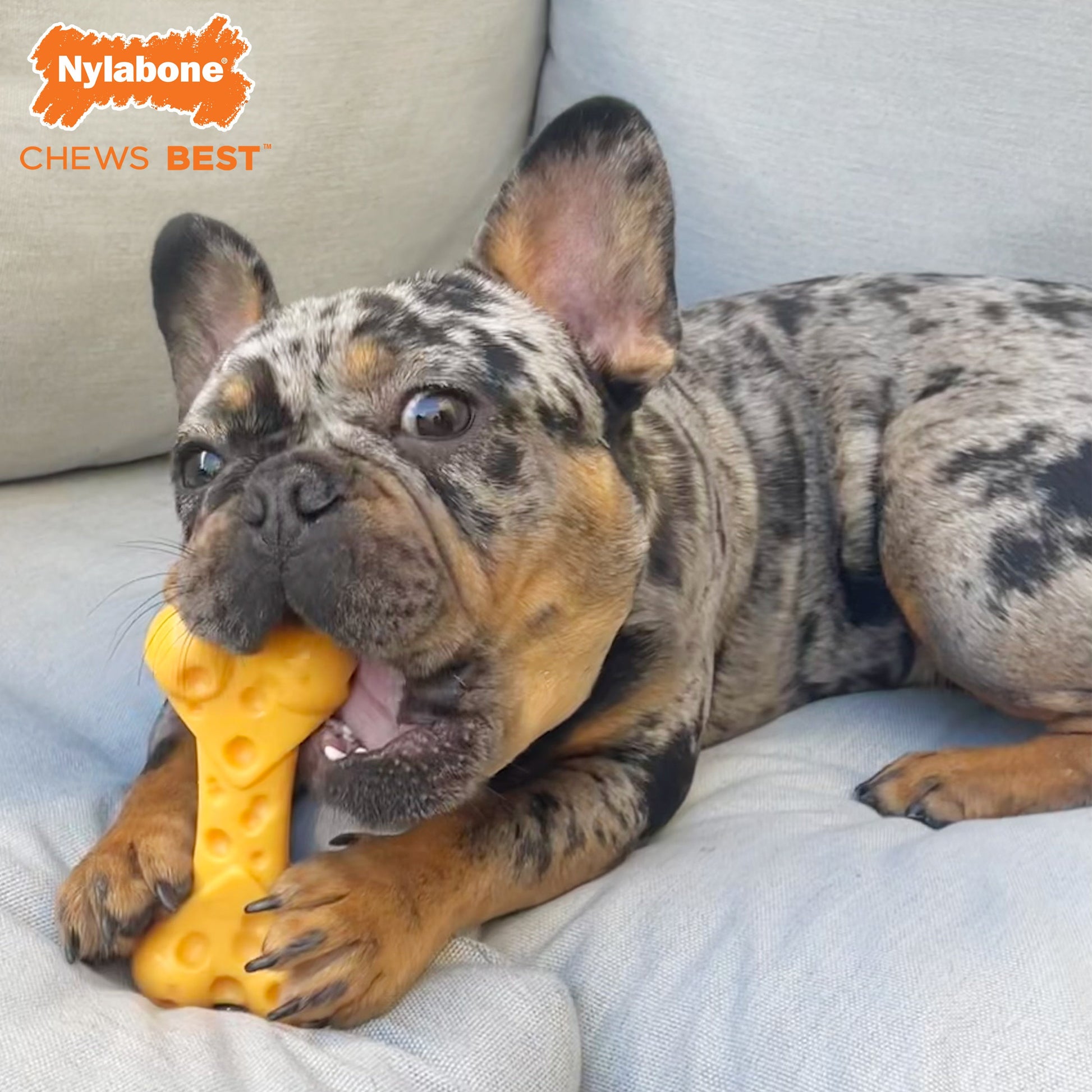 Nylabone Power Chew Cheese Dog Toy Cheese, Medium/Wolf up to, view 5