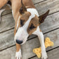 Nylabone Power Chew Cheese Dog Toy Cheese, Medium/Wolf up to, view 8