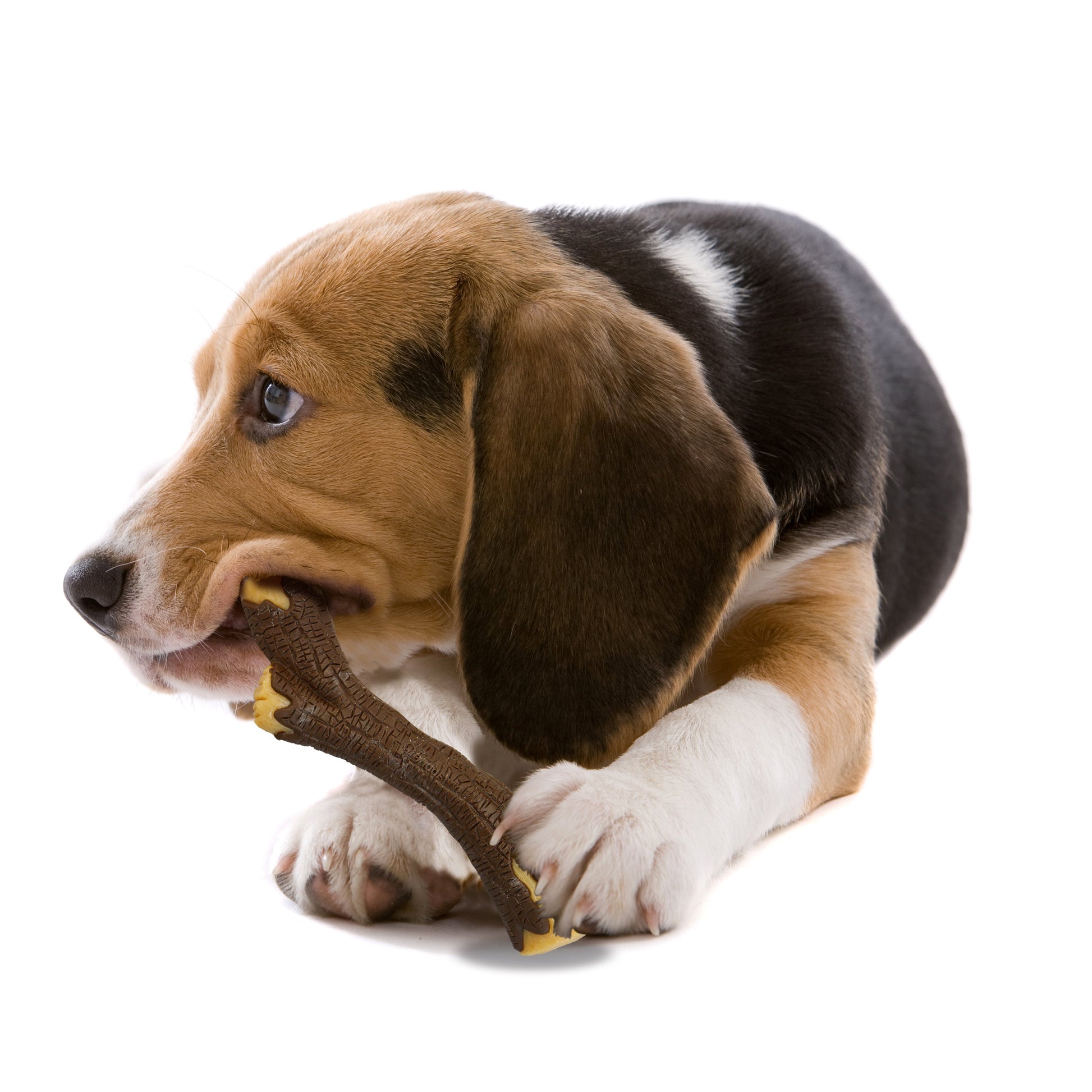 Nylabone Strong Chew Real Wood Dog Stick Dog Toy Medium/Wolf up to 35, view 3