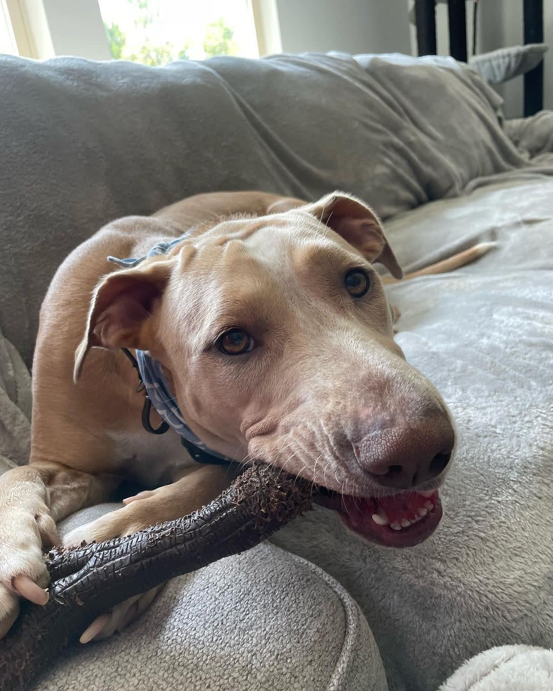 Nylabone Strong Chew Real Wood Dog Stick Dog Toy X-Large/Souper 50 lb., view 3