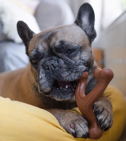 Nylabone Ergonomic Hold Chew Wishbone Power Chew Durable Dog Toy Bison, view 3