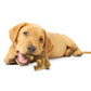 Nylabone Healthy Edibles All-Natural Long Lasting Puppy Dog Chew, view 10