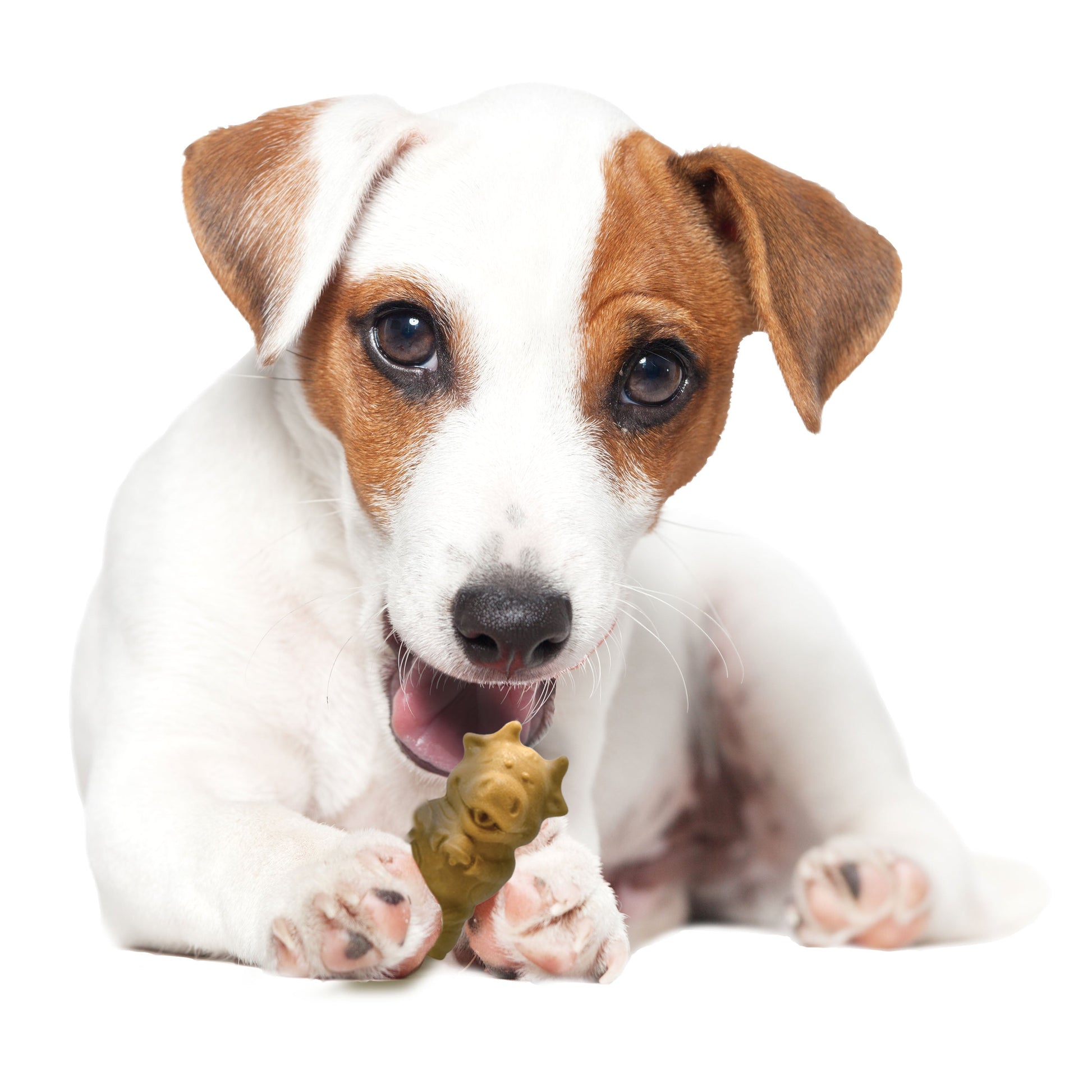Nylabone Healthy Edibles All-Natural Long Lasting Puppy Dog Chew, view 10