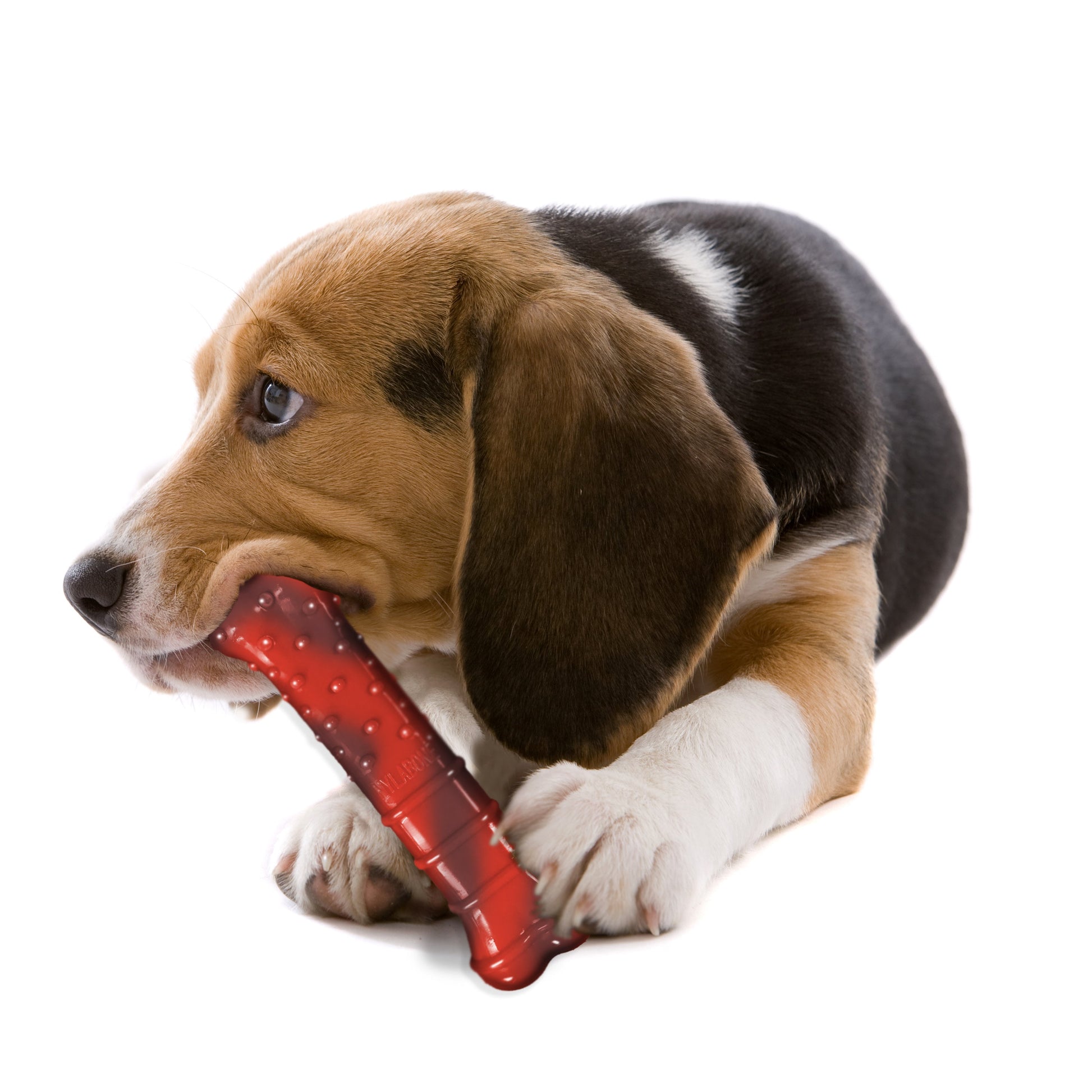Nylabone Flavor Frenzy Power Chew Durable Dog Chew Toy Beef Jerky, view 3