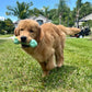 Nylabone Just for Puppies Double Action Bone Puppy Dog Teething Chew, view 2
