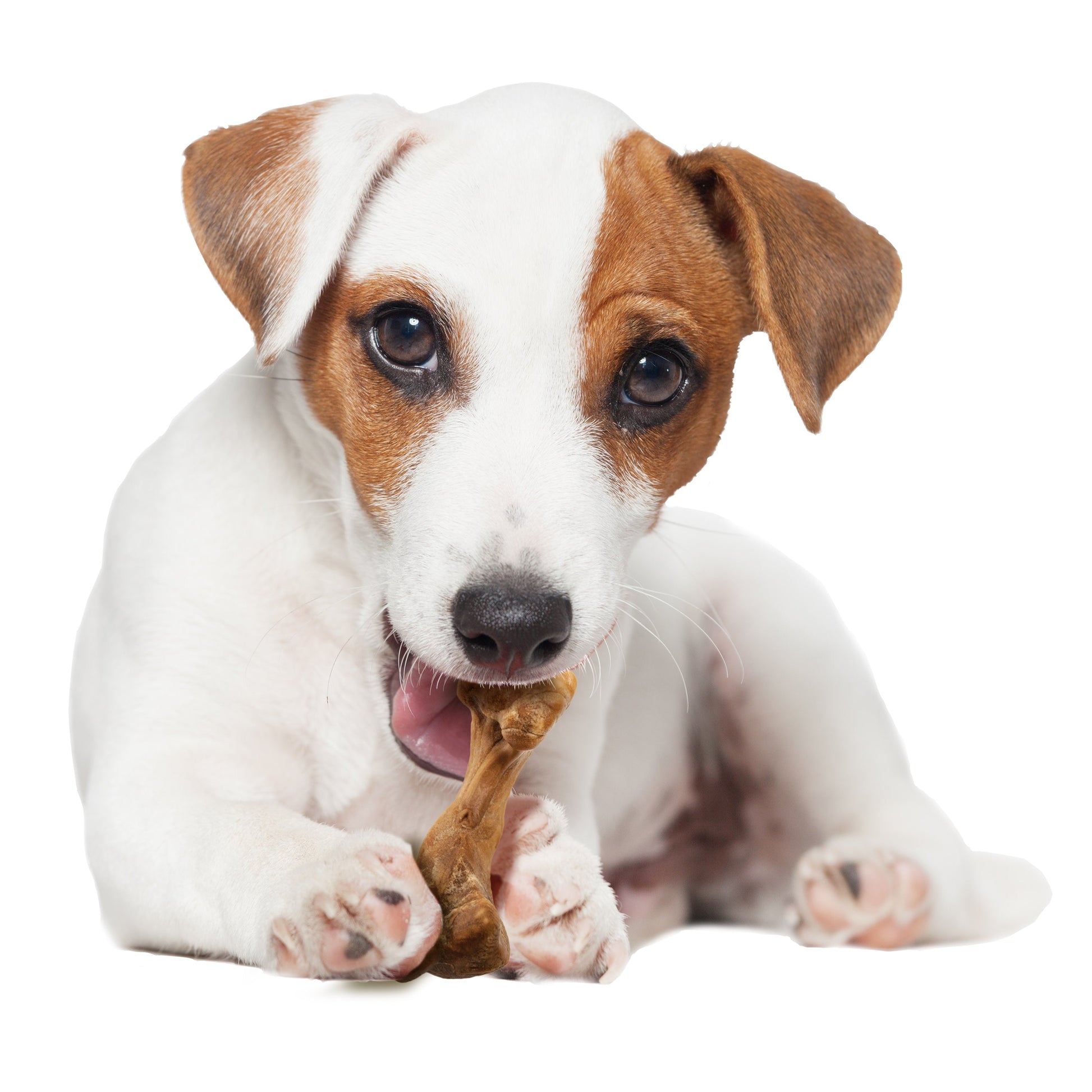 Nylabone Healthy Edibles Broth Bone All-Natural Long Lasting Dog Chew, view 10