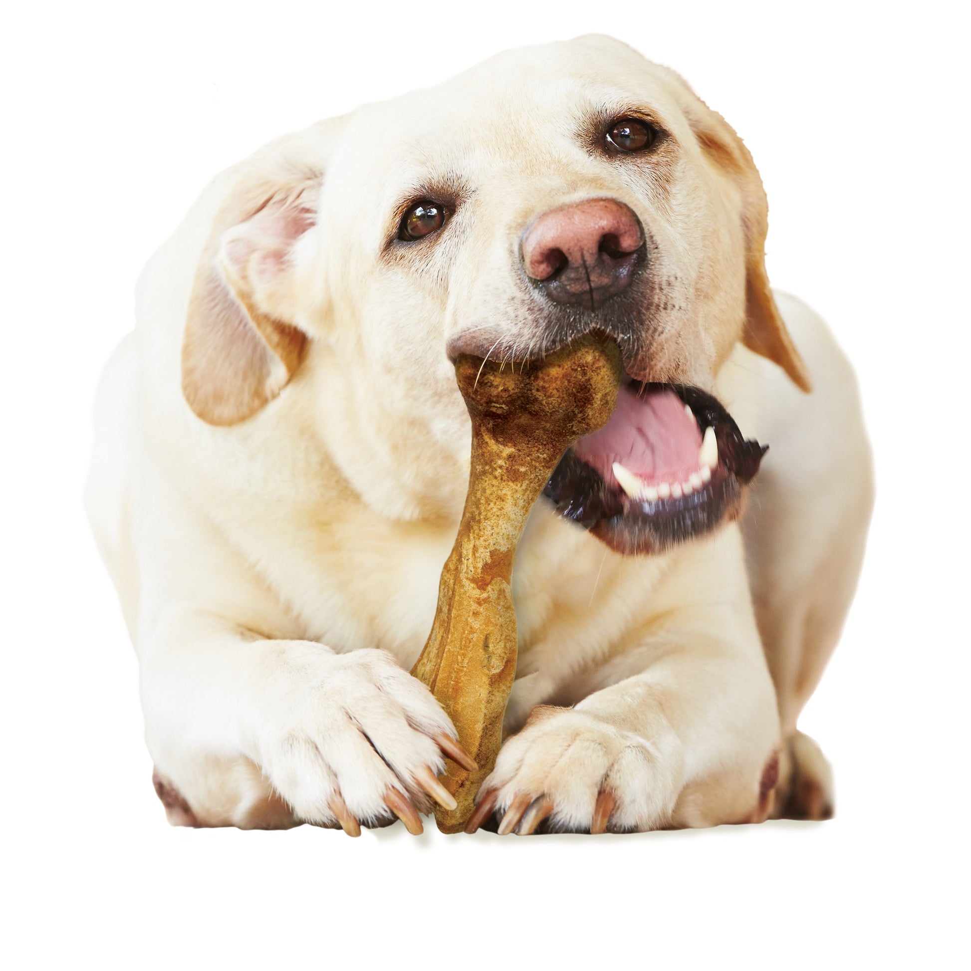 Nylabone Healthy Edibles Broth Bone All-Natural Long Lasting Dog Chew, view 4